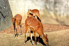 シタツンガ