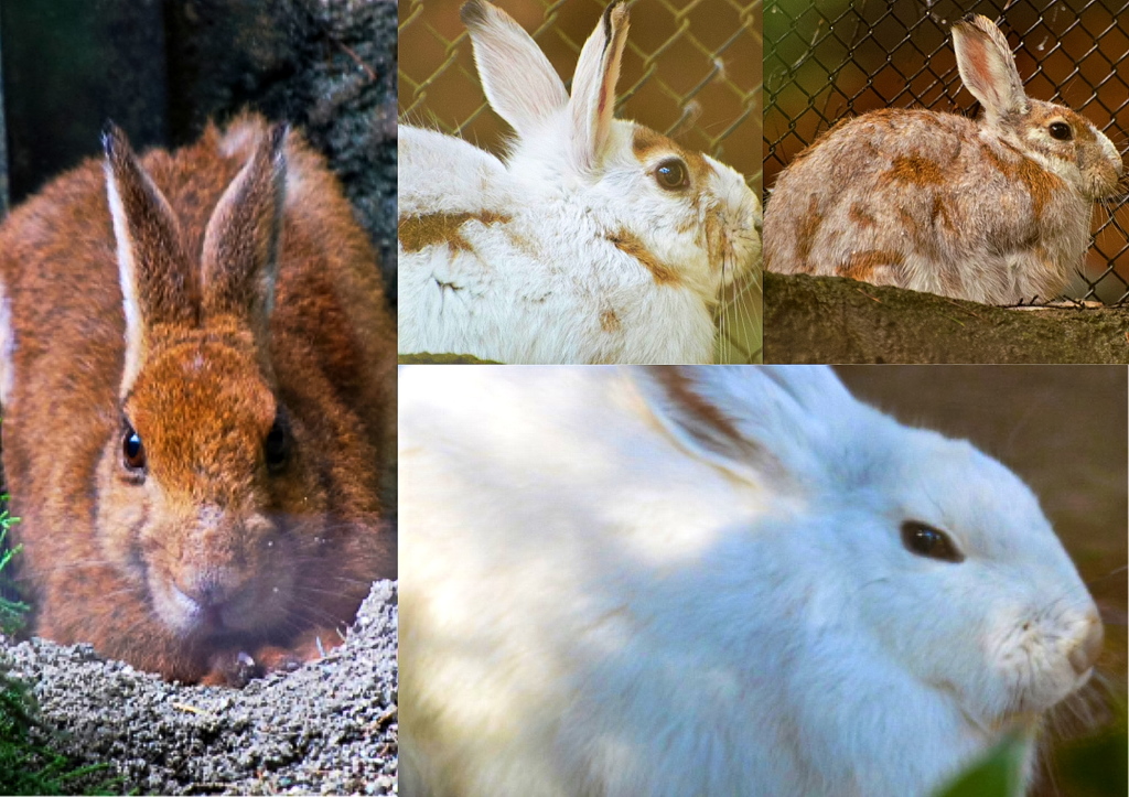 トウホクノウサギ