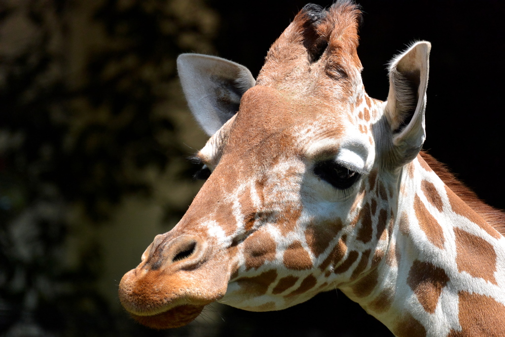 キリンの「ミルク」