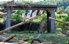 屋根付き一戸建て