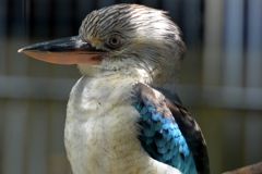 アオバネワライカワセミ