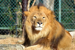 千葉市動物公園のトウヤ