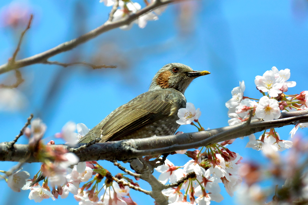 桜と鳥さん３