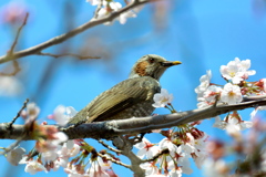 桜と鳥さん３