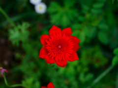 花2