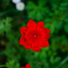 花2