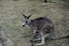 子連れカンガルー