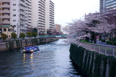 花見ボート