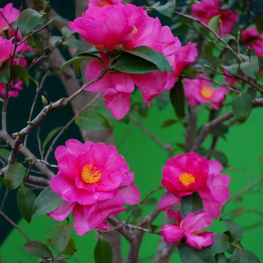 道の横に咲いてる花