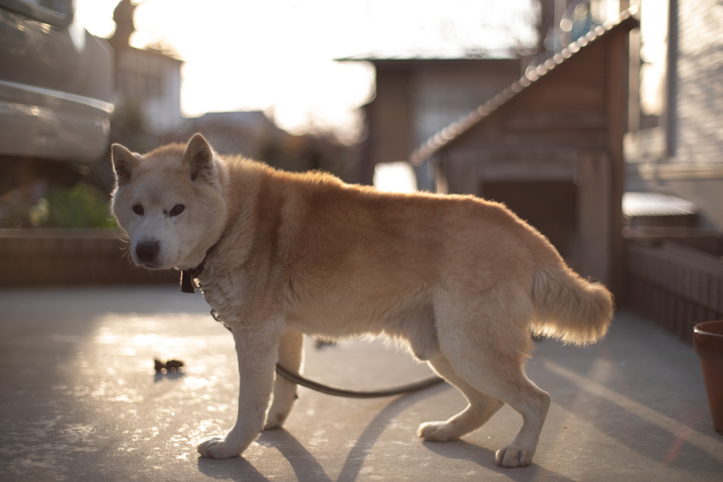 夕暮れと愛犬