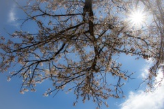 桜と空と太陽