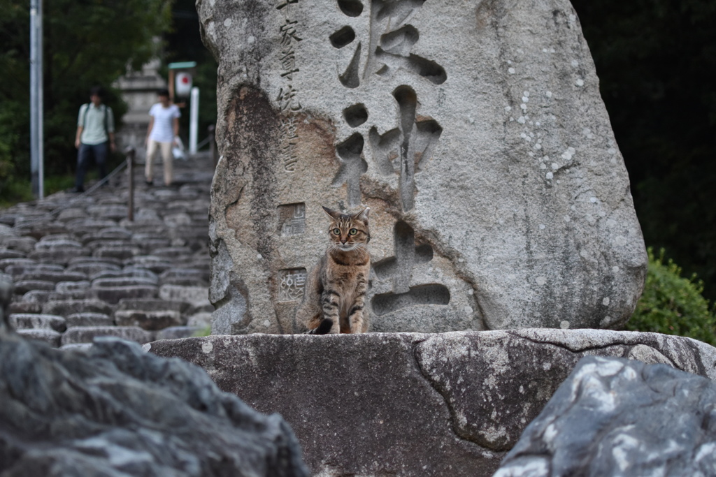 神社の主