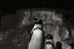 暗闇のペンギン