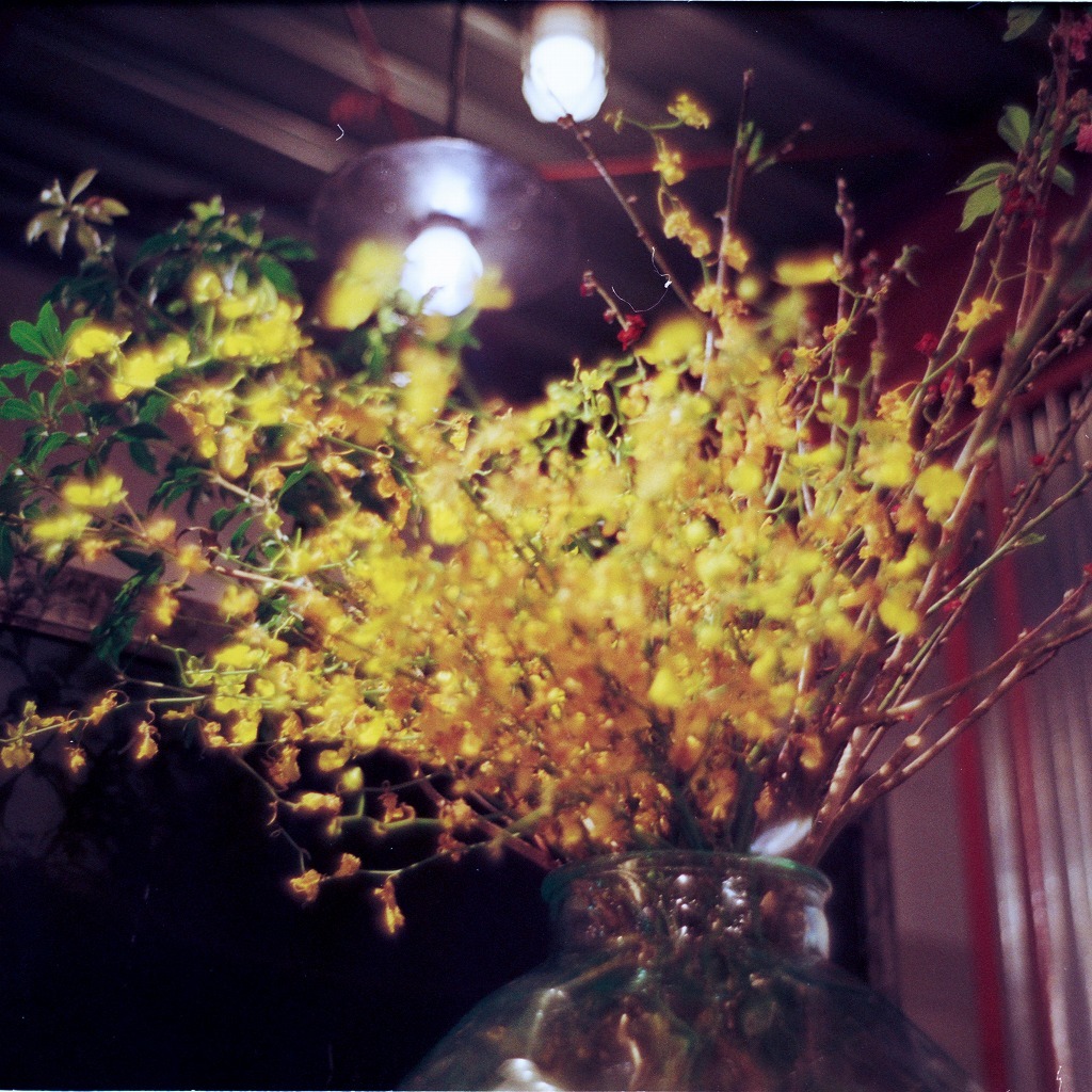 ミモザ（LeicaM6＋Summilux35mm)
