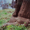 春の木の根(M6＋Summlux)