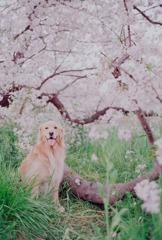 うちのコと桜(M6＋Summilux）