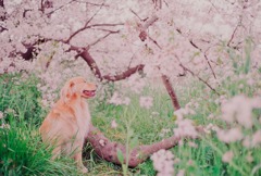 桜の木の下で（M6＋Summilux）