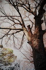 樹木(M6＋Summlux)