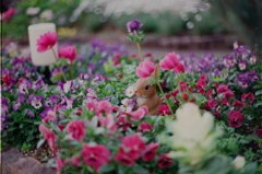 花とウサギ（PentaxSPF＋SMC Takumar)