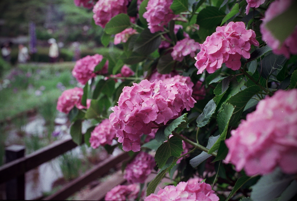 あじさい（PentaxSPF＋SMC Takumar）