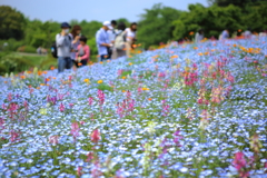 青の小春