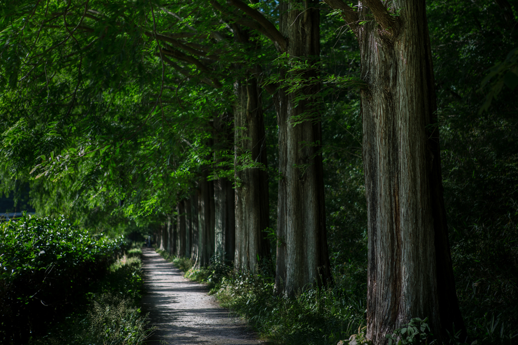 Metasequoia