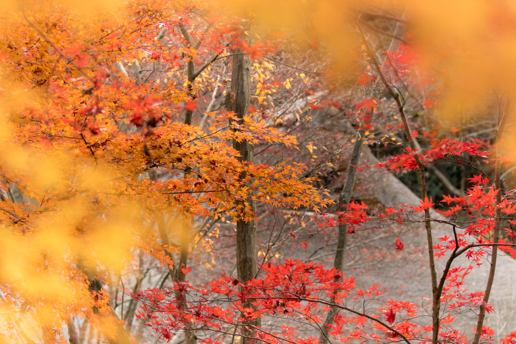 紅葉と茅葺屋根