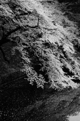 千鳥ヶ淵B&W-3