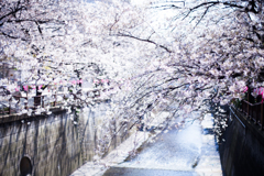 目黒川の桜