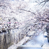 目黒川の桜
