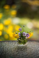 Little Garden