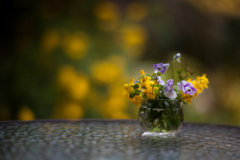 Little Garden