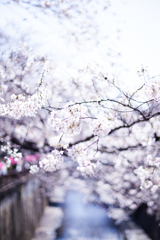 目黒川の桜