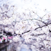 目黒川の桜