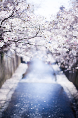 目黒川の桜