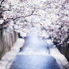 目黒川の桜