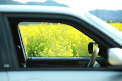 菜の花畑の車窓から