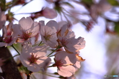 斜陽が花びらを透過する