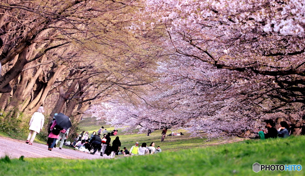さくら街道はる景色