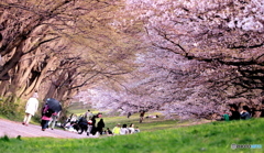 さくら街道はる景色