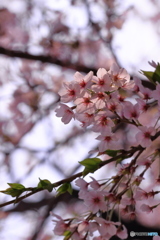 桜と曇空