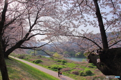 さくら街道はる景色