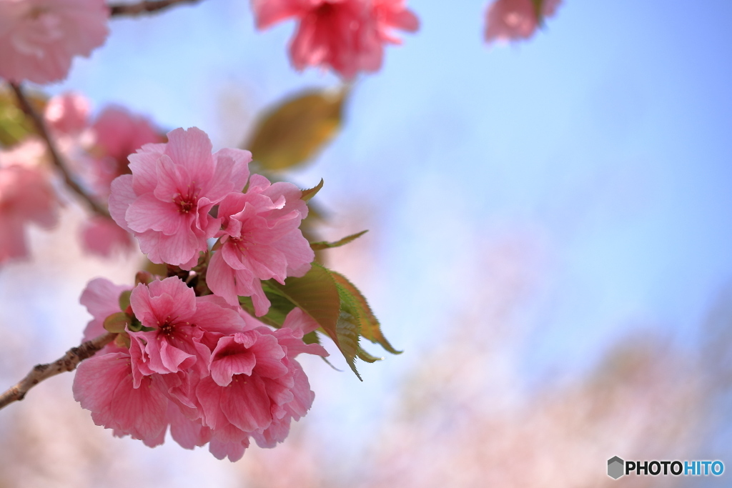 桜と朝空