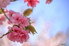 桜と朝空
