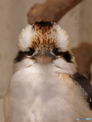 天王寺動物園