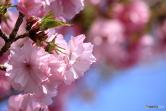 桜と青空