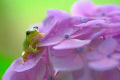 カエルと紫陽花