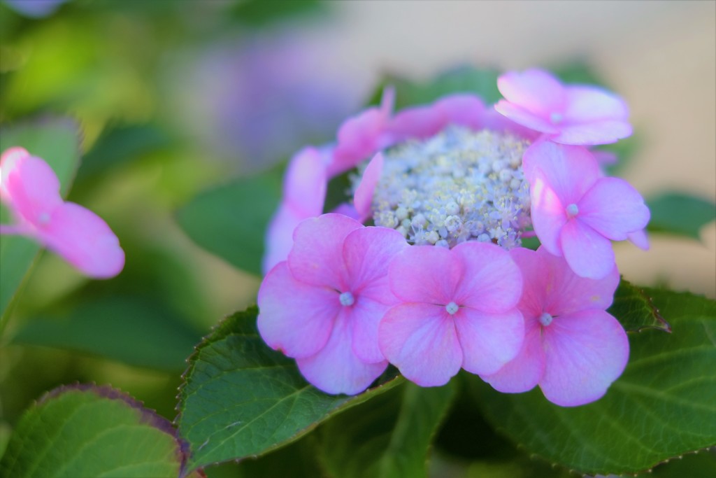 額紫陽花