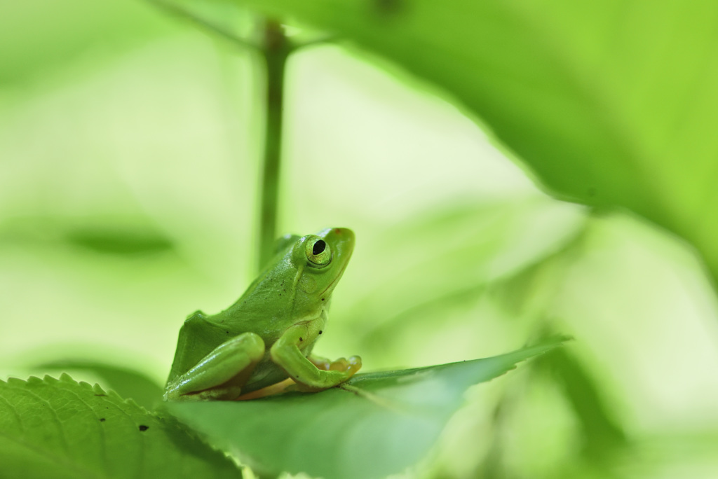 アマガエル