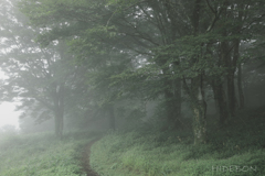 Mist 